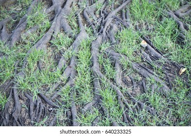 Root on the ground