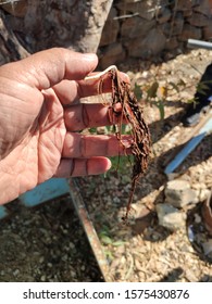 root was on the hand