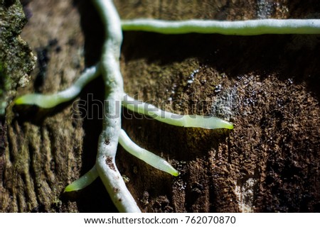Root of orchid on phloem, which look like many roads