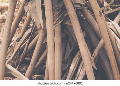 Root Pandanus Tree