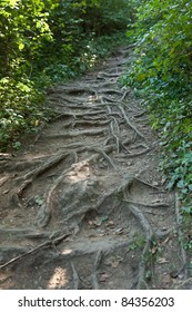 root path