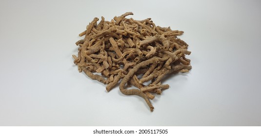the root of Polygala tenuifolia Willd
