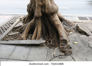 17,560 Road tree roots Images, Stock Photos & Vectors | Shutterstock