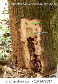  Root Rot ,stem Rot,foot Rot Or Patch Canker  Is The Major Disease  Of Durian Tree Caused By A Fungus(Phytophthora).