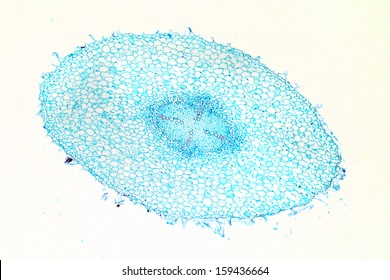 Root Hair Cell High Res Stock Images Shutterstock