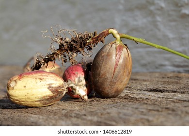 root Seedlings from oak plant