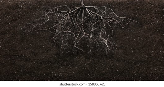 Root And Soil