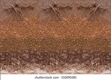 Root in soil