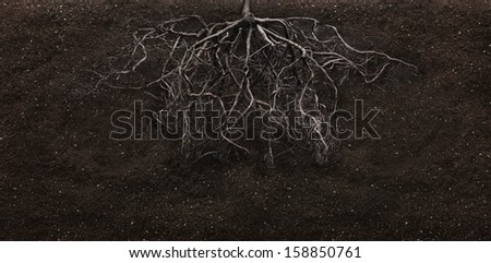 root and soil