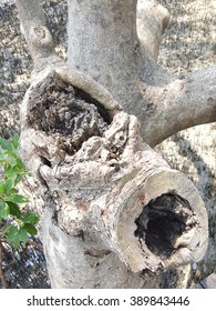 Root or Stump