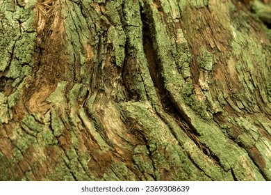 the root system of an aged tree overgrown with green lichen and moss. rotting, punctured texture, undulating if veined