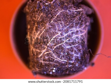 Root system close up. A clod of earth with the roots of the plant intertwined in the ground, a flower pot on red background view from above. Replanting plants, flower care. Home gardening. Greening.