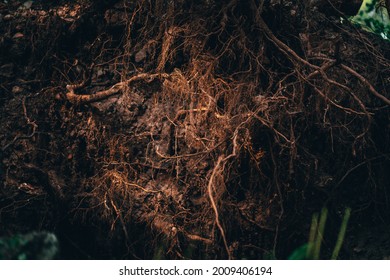 The root system of an old large tree that fell after a violent storm and lies on the ground