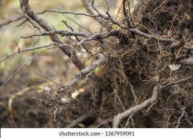 Стоковая фотография 1367959091: Root System Shrub Closeup Roots ...