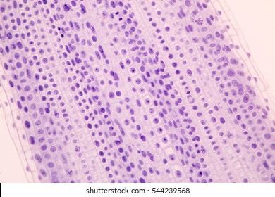 227 G1 phase Images, Stock Photos & Vectors | Shutterstock