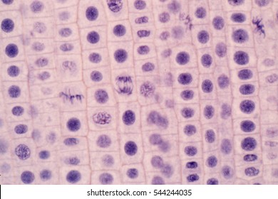 Resultado de imagen de mitosis microscopio"