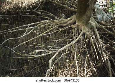 Root Tree Stock Photo 586943135 | Shutterstock