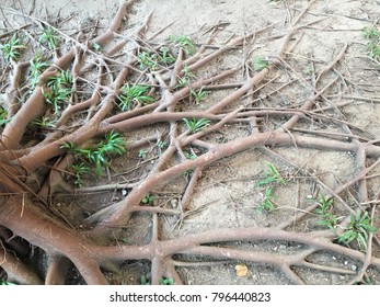 Root tree in the garden