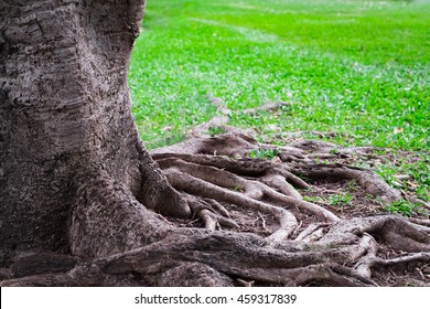 a root tree with green grass
