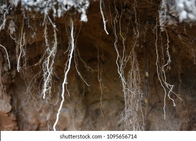 Root Of Tree Growing Throw Ceiling Of Sewer Tunnel