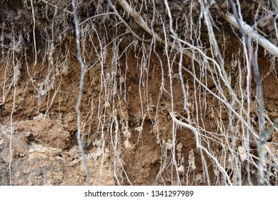 Root Of Tree Growing Throw Ceiling Of Sewer Tunnel.