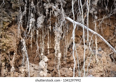 Root Of Tree Growing Throw Ceiling Of Sewer Tunnel.