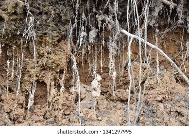 Root Of Tree Growing Throw Ceiling Of Sewer Tunnel.