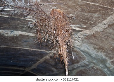 Root Of Tree Growing Throw Ceiling Of Sewer Tunnel