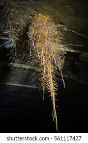 Root Of Tree Growing Throw Ceiling Of Sewer Tunnel