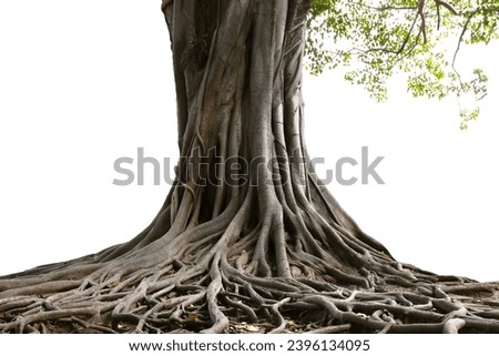 root of tree isolate on white background