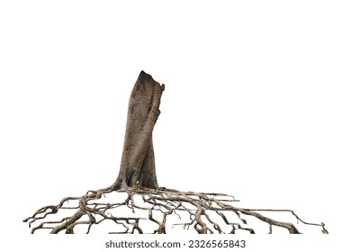 Root tree isolated on white background. Clipping path