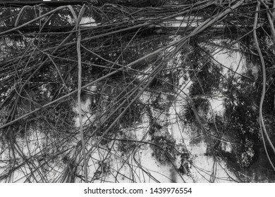 Root tree on the old wall as texture background