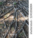 root tree in the park