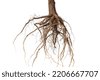 tree roots underground