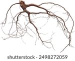 Root. Tree root. Tree stump. Roots of tree isolated on white background.