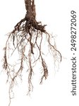 Root. Tree root. Tree stump. Roots of tree isolated on white background.