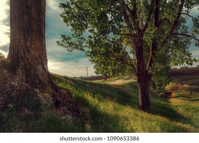 root of the tree track field