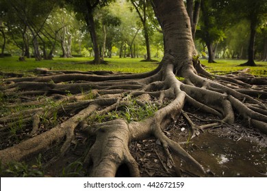 The root of tree tropical forrest 