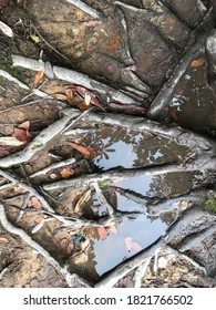 root of trees and water with reflection and illusion as a background