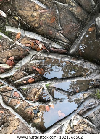 root of trees and water with reflection and illusion as a background