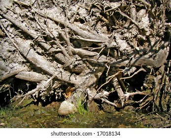 root tumbled tree