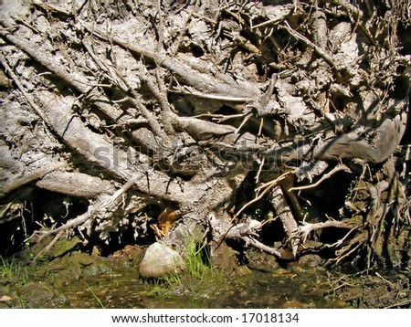 root tumbled tree