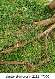 a root of a very large tree surrounded by grass