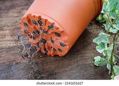 Rootbound Houseplant With Roots Coming Out Of The Pot Holes.