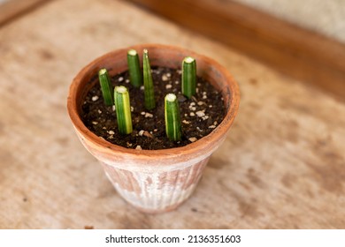 Rooting Sansevieria Cylindrica Straight Snake Plants