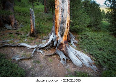 Roots Of A 100-year-old Stone Pine Tree In The Swiss Alps