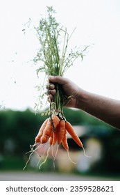 From the roots of the nature🥕