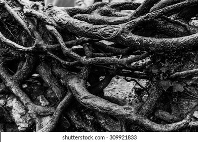 25,984 Tree roots black white Images, Stock Photos & Vectors | Shutterstock