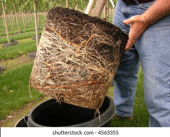 roots