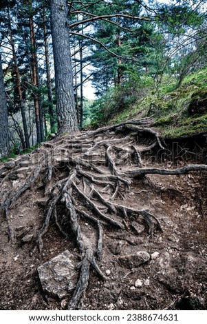Roots in the Aguilon stream path. Sierra de la Morcuera. Rascafria. Madrid. Spain.